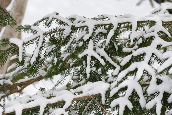 Obraz 北海道　真冬の原生林
