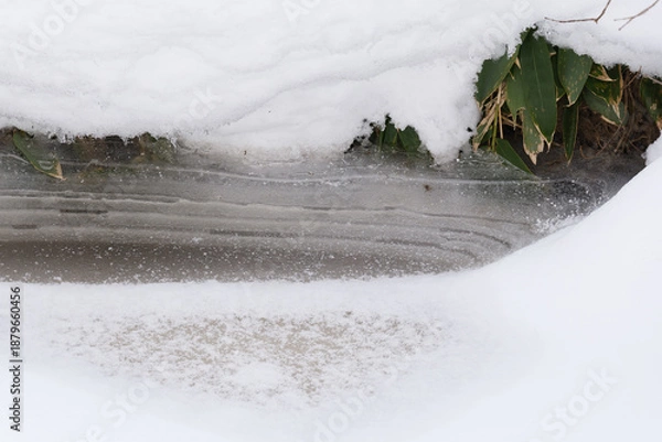 Obraz 北海道　真冬の原生林