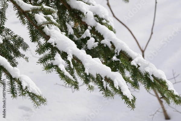 Obraz 北海道　真冬の原生林