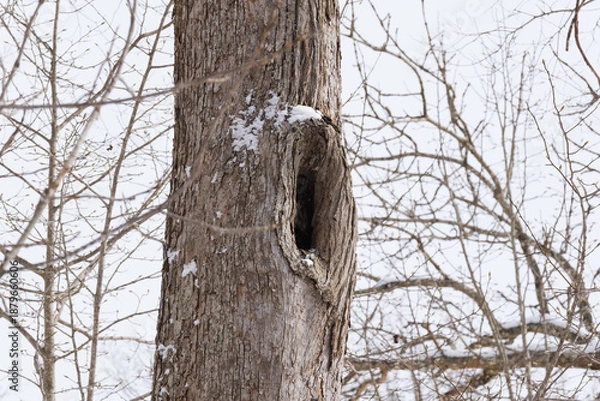 Obraz 北海道　真冬の原生林