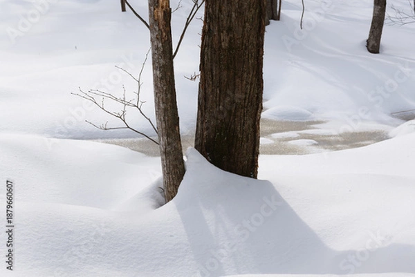 Obraz 北海道　真冬の原生林