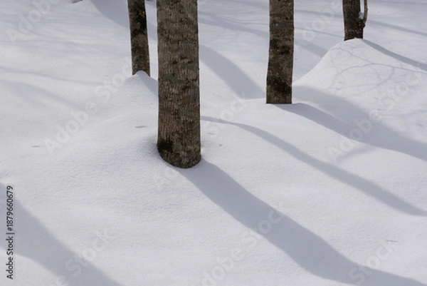Obraz 北海道　真冬の原生林