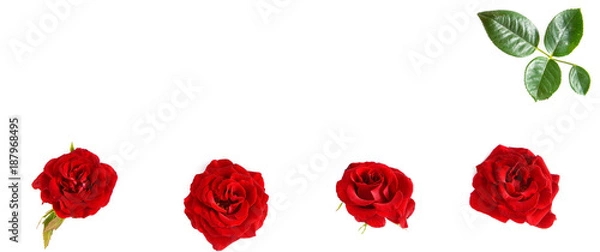 Fototapeta Flowers composition. Red roses isolated on white background. Free space for text.
