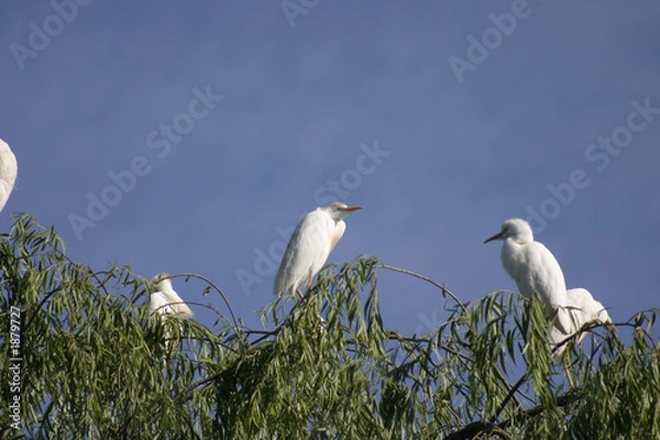 Obraz egrets