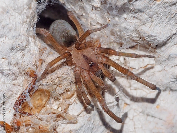 Obraz Spider (Loxosceles rufescens)