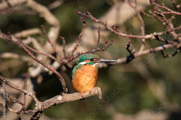 Obraz 池の上の枝に留まるカワセミ