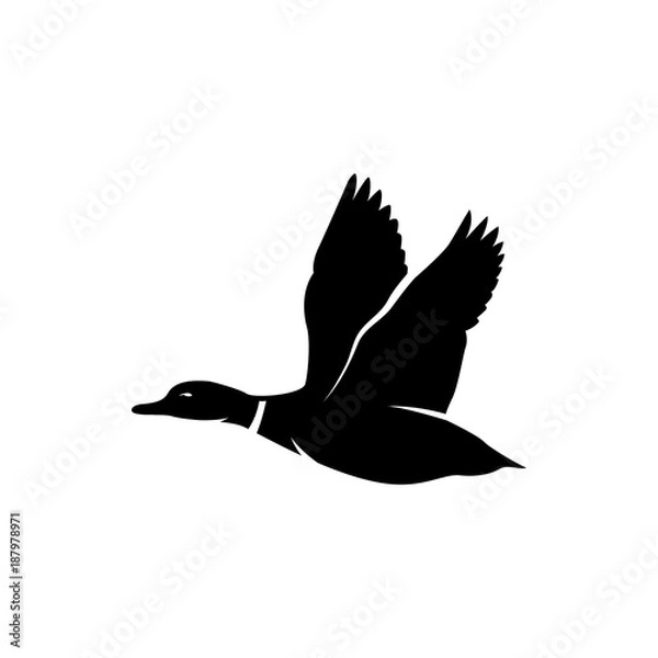 Obraz flying duck vector silhouette