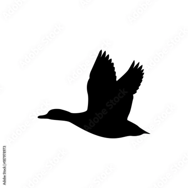 Obraz flying duck vector silhouette