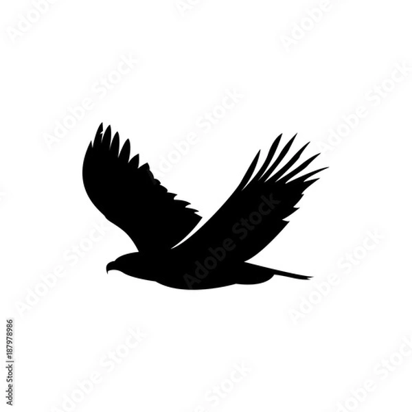Obraz flying eagle vector silhouette