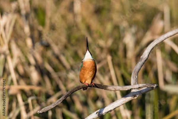 Obraz 空を見上げるカワセミ