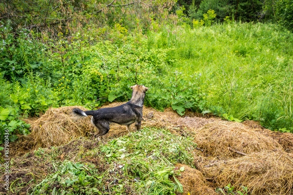 Fototapeta Beautiful dog stands on a pile of hay and looking into the distance