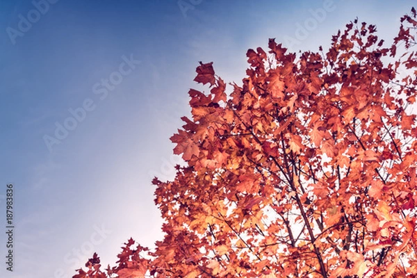 Obraz Sosnowiec jesień3