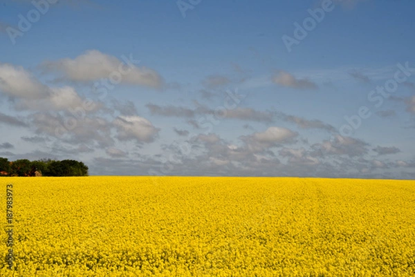 Obraz Yellow rapeseed