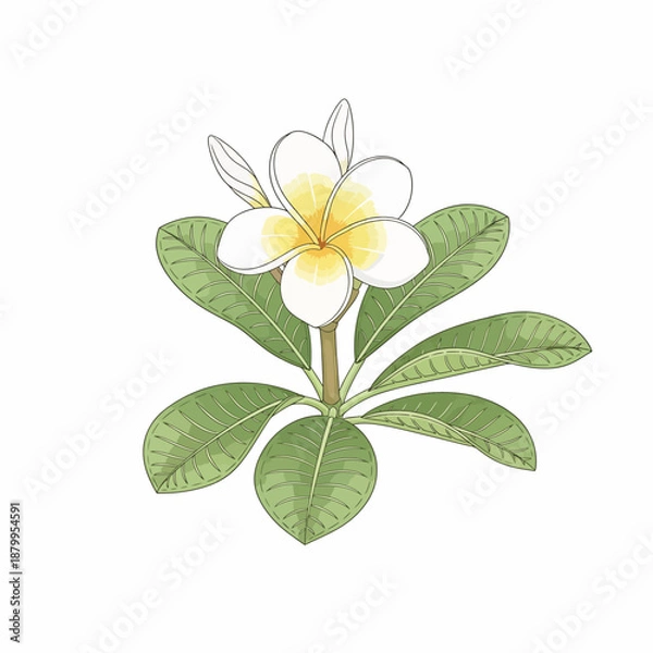 Obraz White Plumeria Flower