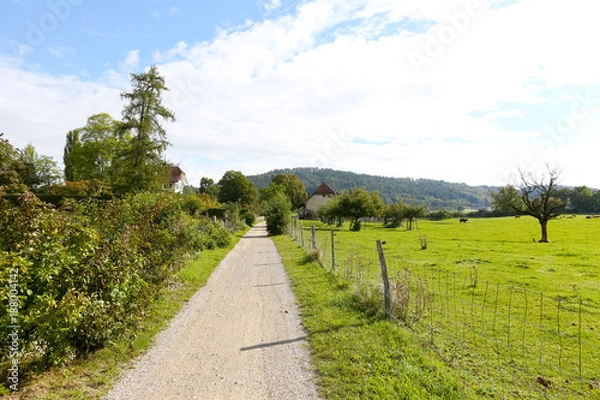 Fototapeta The field road leads through meadows