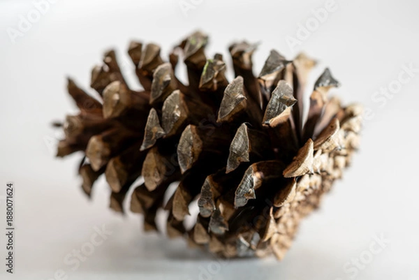 Obraz Pinecone on a white background.  Macro photo.