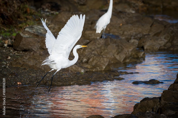 Obraz White Egret taking off from river