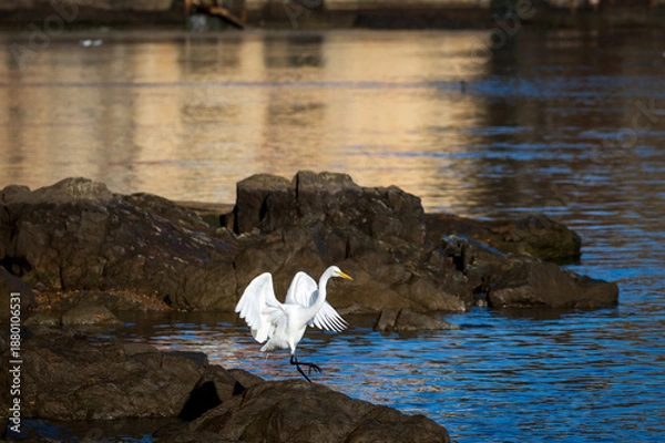 Obraz White Egret taking off from river