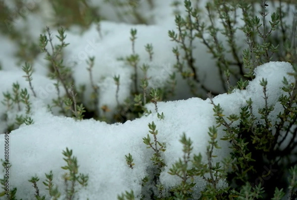 Obraz Thymian im Schnee