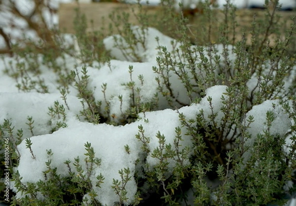 Obraz Thymian im Schnee