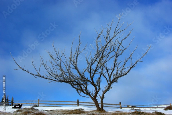 Obraz Bare Tree Against Blue Winter Sky