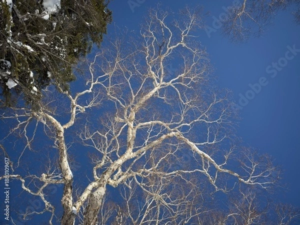 Obraz 白樺の枝の青空バック