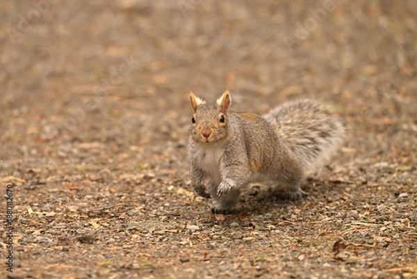 Obraz Eastern Gray Squirrel running down a hiking trail