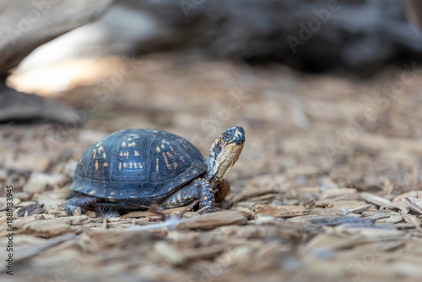 Obraz Eastern Box Turtle