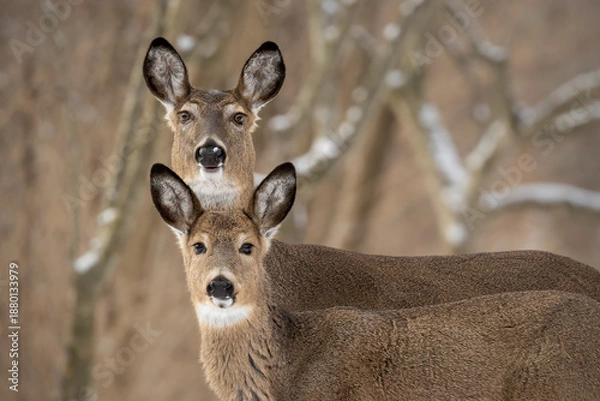 Obraz Two white tail deer in winter