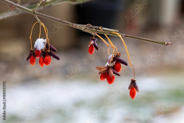 Obraz Red berries with snow
