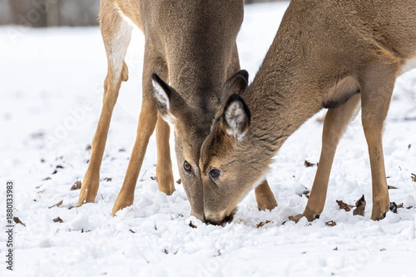 Obraz Two white tail deer in winter