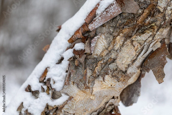 Obraz Snow covered yellow birch trunk