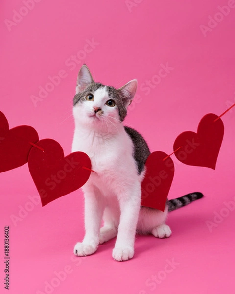 Obraz kitten, valentine theme