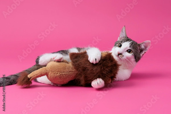 Obraz kitten, valentine theme