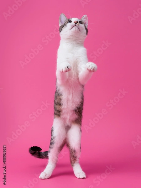 Obraz kitten, valentine theme