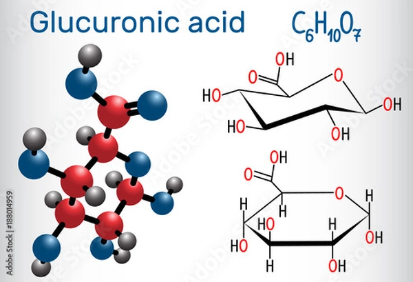 Obraz Glucuronic acid molecule, plays an important role in the metabolism of microorganisms, plants and animals. Structural chemical formula and molecule model