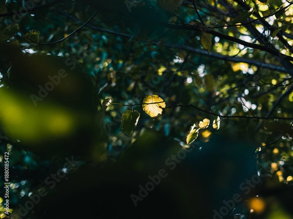 Fototapeta Tree foliage