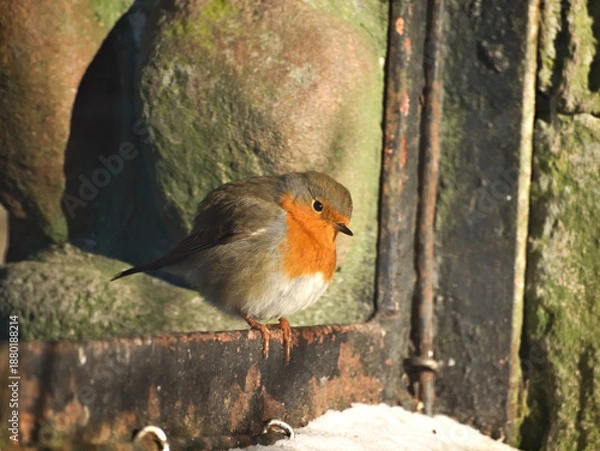 Obraz robin on a fence