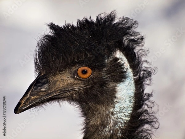 Obraz emu close up