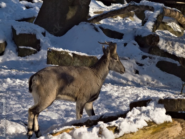 Obraz bharal portrait