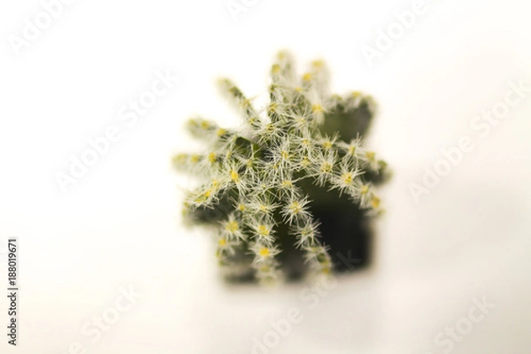 Obraz Cactus on White Background from Top Angle Shallow Focus