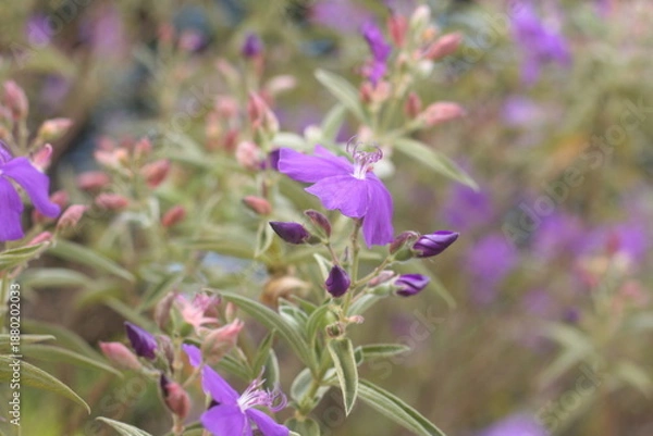 Obraz purple flowers nature