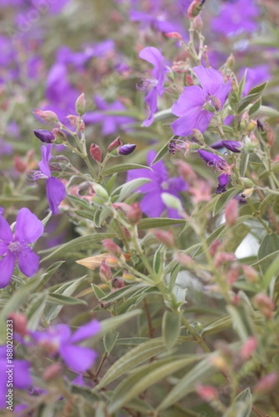 Obraz purple flowers nature