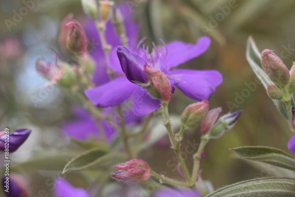 Obraz purple flowers nature