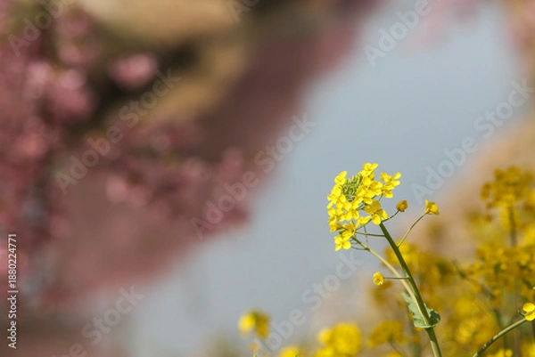 Obraz 川沿いの菜の花