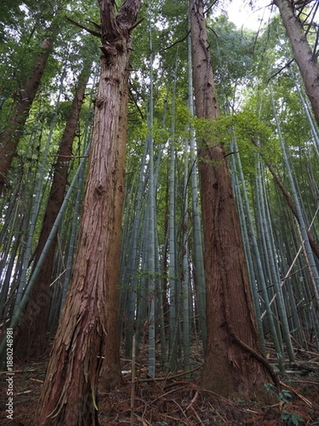 Obraz 竹林の中の杉の巨木