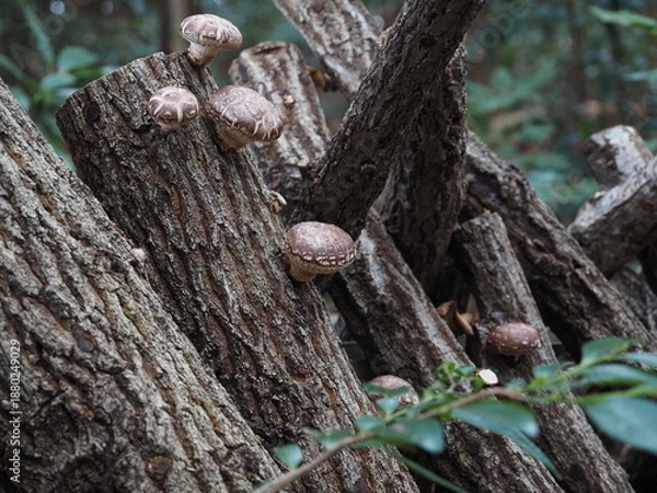 Obraz 美味しそうな椎茸が顔を出した