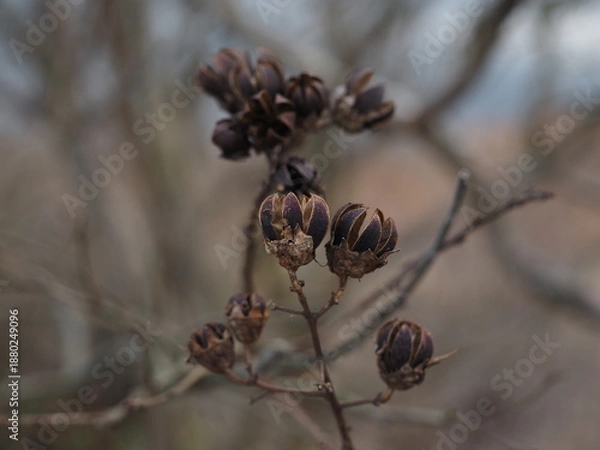 Obraz 冬のサルスベリの果実