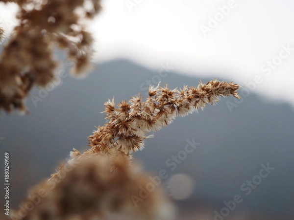 Obraz 冬のセイタカアワダチソウの線毛