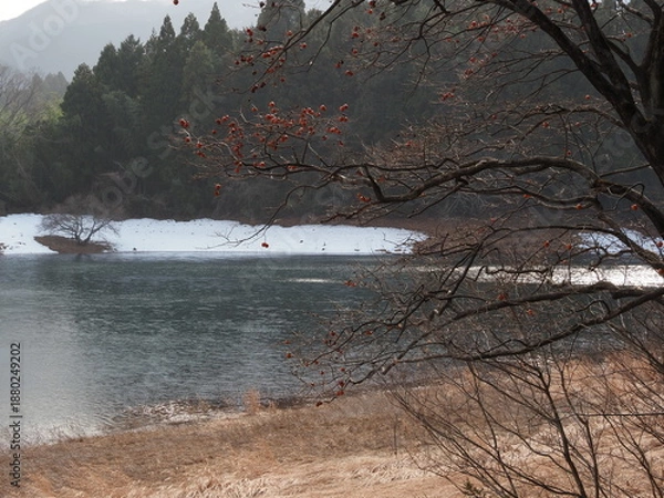 Obraz 池のほとりの木に残された柿、冬